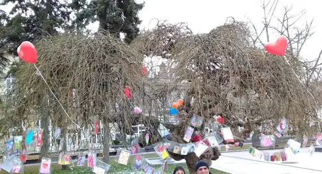 „Дунавско сияние“ пак подготвя Дървото на влюбените в центъра на Русе „Дунавско сияние“ пак подготвя Дървото на влюбените в центъра на Русе