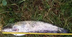 Извадени от бракониер сомчета край Русе спасени при рутинна проверка