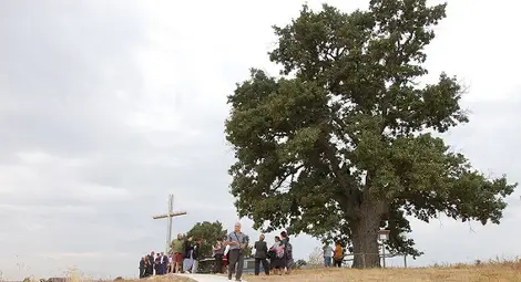Дядо-Кольовото дърво в село Студена спечели титлата &bdquo;Дърво с корен 2021&rdquo;