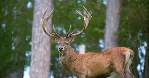 Бивш полицай сред нощните бракониери, задържани с убит елен край Пет кладенци