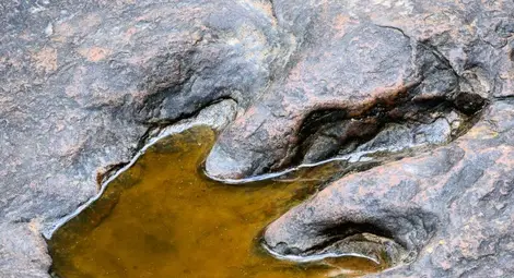 Откриха следи от нов вид динозавър