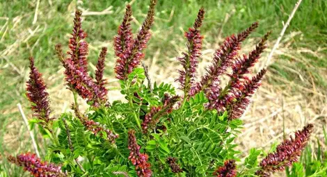 Пришълци от Азия и Америка превземат реки и пътища Пришълци от Азия и Америка превземат реки и пътища