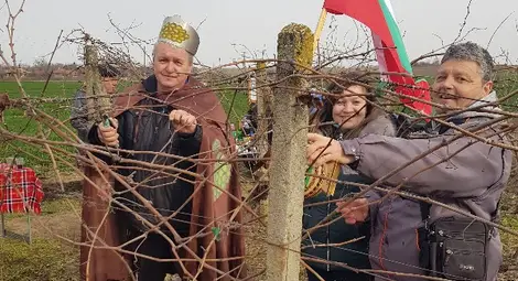 Царят на лозята и най-добър майстор на червено вино в Новград Валентин Геонков/вляво/ заразя лозята. Снимка: Читалище Новград