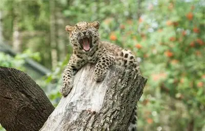 13 животински вида са застрашени от изчезване през 2015