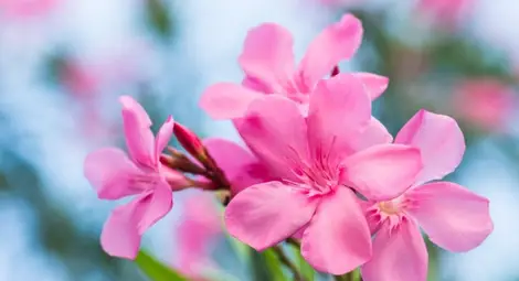 Най-опасните растения на планетата (видео)