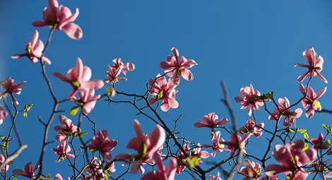 Топла и слънчева седмица, за Цветница и Великден - превалявания