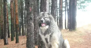 Собственик на агресивна овчарка глобен 1000 лева за нахапана жена