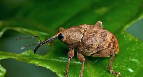 4 милиона лева тръгват към фермерите за борба с вредители