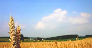 21 изнесени приемни организират  в Русенско „Съвети в земеделието“