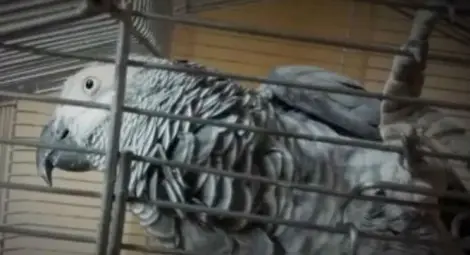 Вижте как украински папагал попържа Путин (ВИДЕО)