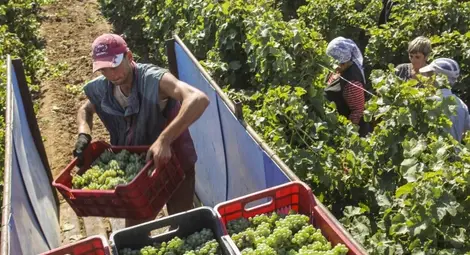 134 милиона евро подпомагат  лозаро-винарския сектор