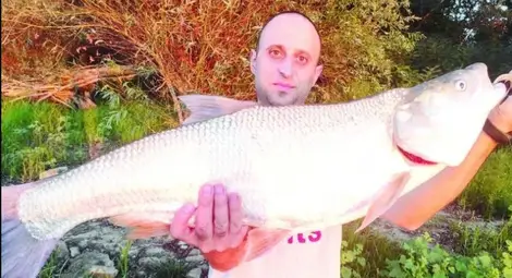 Почитател на спининга извади трофеен распер от Дунав край Пиргово