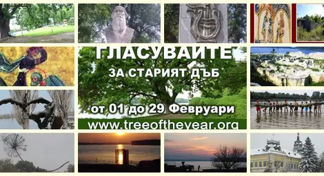 Вековен дъб от древна Силистра в борба за "Европейско дърво за 2016 г."