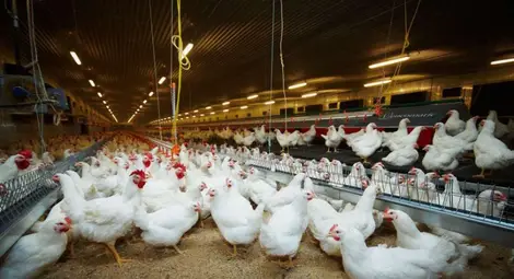 От 13 до 20 март се приемат документи  за хуманно отношение към птиците