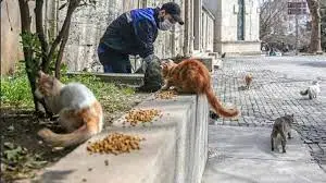 Публикувана е проект за изменение на наредбата за хранене на бездомни животни в Русе
