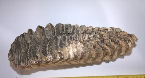 Зъб на мамут и миди на 60 млн. години разказват за древния живот край Русе