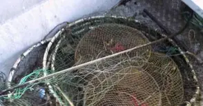 7 бракониерски винтера и две „хапки“ извадени от Янтра