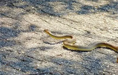 Змия клъвна възрастна жена