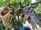 Гроздоберът в Русенско тръгва  с добив от 850 кг от декар