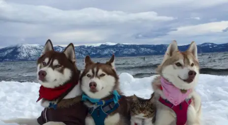 Три хъскита спасили котенце от сигурна смърт