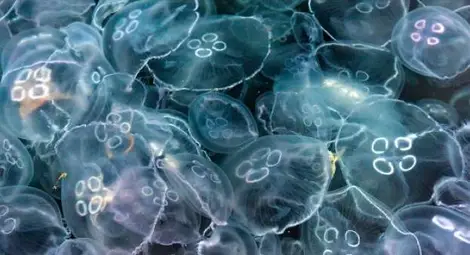 До 100 години медузите ще превземат Земята