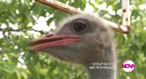 Елена Кучкова срещу щраусите в &bdquo;Мис Пепеляшка&rdquo; /галерия/