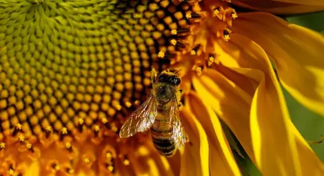 Нерегламентиран внос застрашава генофонда на българските пчели Нерегламентиран внос застрашава генофонда на българските пчели