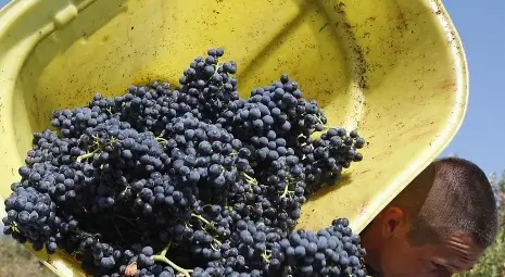 Близо половината лозя в Русенско вече са обрани