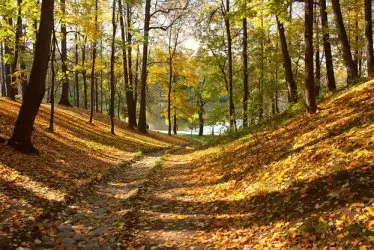 Държавата за втори път ще изкупува частни гори