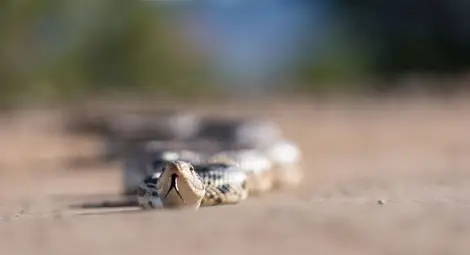 Змия влезе в багажника на автомобил в Силистра