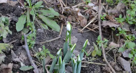 Кокичетата цъфнаха, а снегът идва след седмица Кокичетата цъфнаха, а снегът идва след седмица