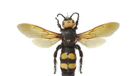 Едрите насекоми, които тревожат русенци, са безобидни жълточели сколии,   обяснява експерт