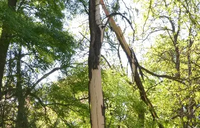 Светкавица прекърши дърво в русенския Парк на младежта /галерия/