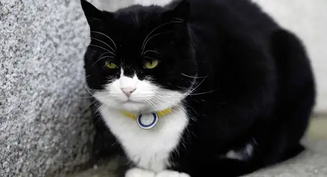 Форин офис забрани на дипломатите да хранят главния мишелов