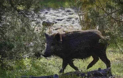 В Русенско са регистрирани два случая на африканска чума по диви свине