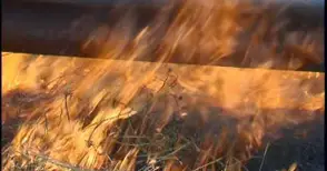35 дка резене изгоряха от запалено стърнище