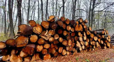 Над 81 000 кубика дърва за огрев са предоставени на физически лица в обхвата на &bdquo;Северноцентрално държавно предприятие&ldquo; ДП &ndash; Габрово от началото на годината
