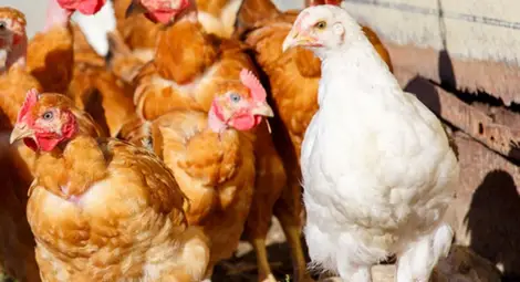 Потвърдиха 26 огнища на птичи грип у нас