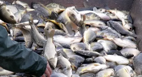 Производителите на шаран пред несигурно еврофинансиране Производителите на шаран пред несигурно еврофинансиране