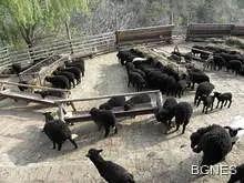 Сидер от село Влахи - съвременният Ной