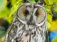 София има доста добра популация от горски ушати сови, обичайно е те да се групират през зимата, обясни орнитолог по повод забелязано ято сови в столичен квартал
