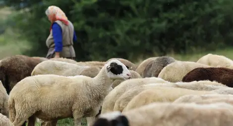 Фонд &bdquo;Земеделие&ldquo; преведе 112  милиона лева на животновъди