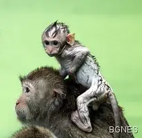 Маймуните в Индия минават на противозачатъчни