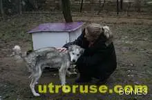 "Четири лапи": Нищо от масата за Шаро, за да е ясно кой е шефът