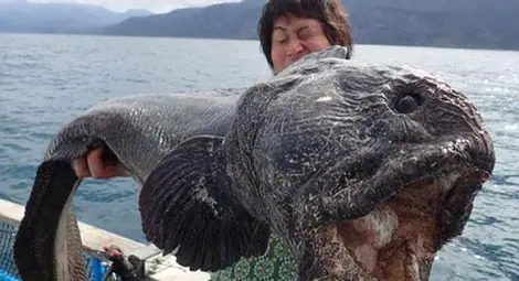 Японец улови риба чудовище до АЕЦ &bdquo;Фукушима&rdquo;