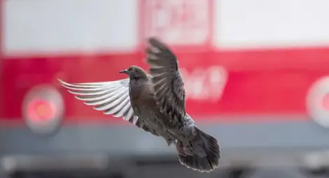 Гълъбите са способни да разграничават абстрактните понятия за време и пространство