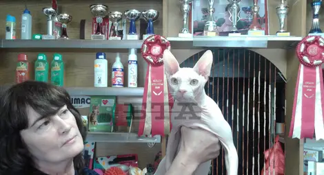 В единствения развъдник за бели донски сфинксове в света в Ловеч живее петата най-известна котка в света