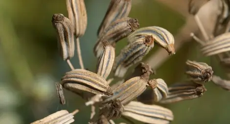 „Сафари М“ вдига цех за преработка на резене в Ряхово „Сафари М“ вдига цех за преработка на резене в Ряхово