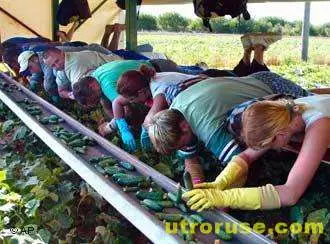 Как експлоатират чуждестранните работници в Германия Как експлоатират чуждестранните работници в Германия