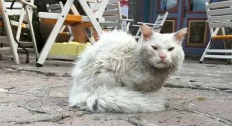 Котарак-бежанец пресече цяла Европа, за да намери семейството си